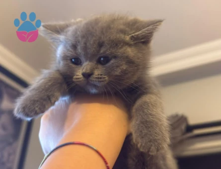2 Aylık British Shorthair Yuva Arıyor - 7806 - Görsel 3