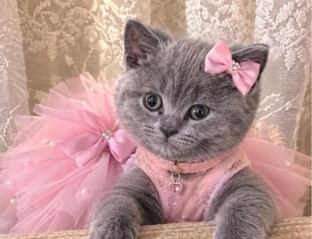 2 Aylık British Shorthair Yuva Arıyor - 7806