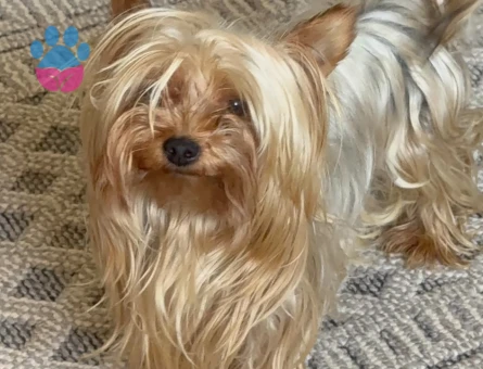 yorkshire terrier Ücretsiz sahiplendirilecektir - 7807