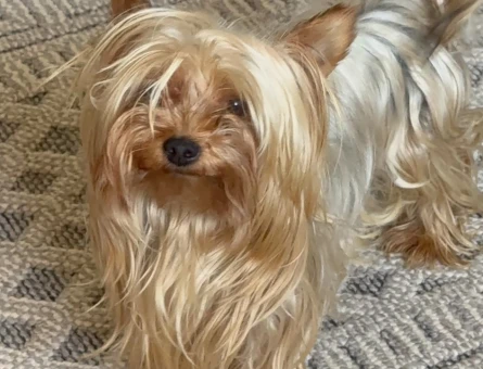 yorkshire terrier Ücretsiz sahiplendirilecektir - 7807