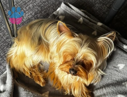 yorkshire terrier Ücretsiz sahiplendirilecektir - 7807 - Görsel 3