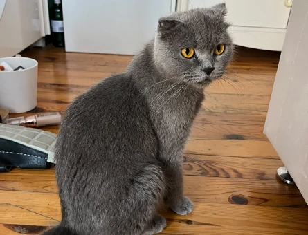 Scottish Fold Kedime Yuva ariyorum - 7808