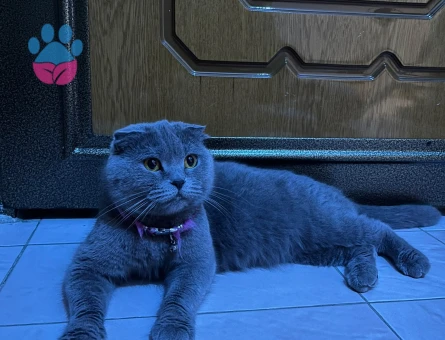 Scottish Fold Kedime Yuva ariyorum - 7808 - Görsel 3