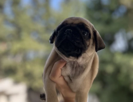 Pug mops erkek yavrumu - 7810