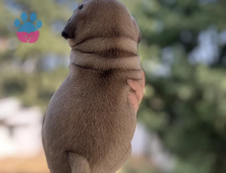 Pug mops erkek yavrumu - 7810 - Görsel 3