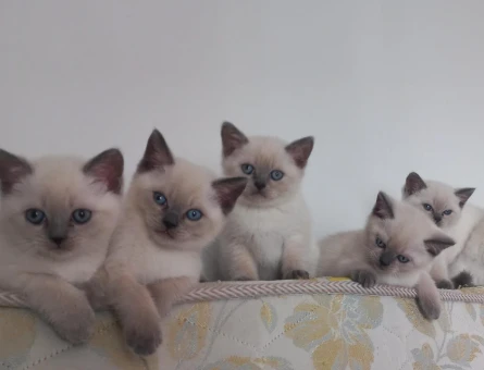 3 Aylıık British Shorthair Yuva Arıyor - 7811