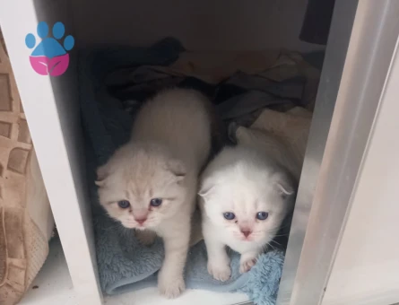 3 Aylıık British Shorthair Yuva Arıyor - 7811 - Görsel 3
