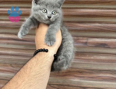 3 Aylıık British Shorthair Yuva Arıyor - 7811 - Görsel 5