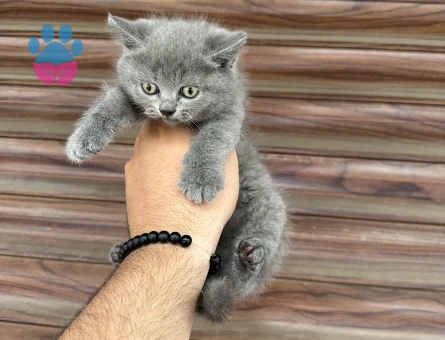 3 Aylıık British Shorthair Yuva Arıyor - 7811 - Görsel 4