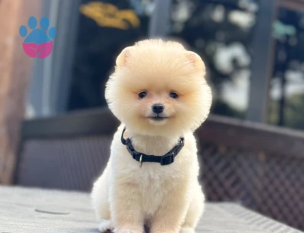 Pomeranıan Boo Yavrularımız üretin çiftliğinden - 7812 - Görsel 3