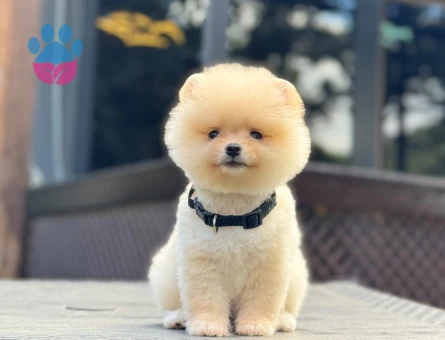 Pomeranıan Boo Yavrularımız üretin çiftliğinden - 7812 - Görsel 4
