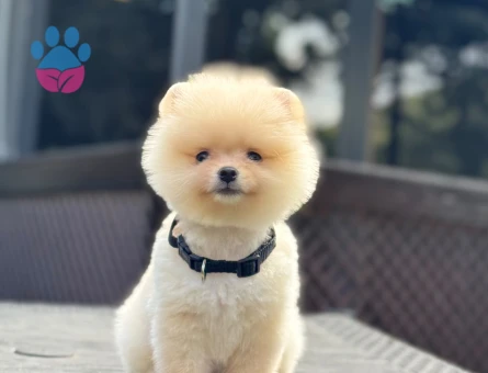 Pomeranıan Boo Yavrularımız üretin çiftliğinden - 7812