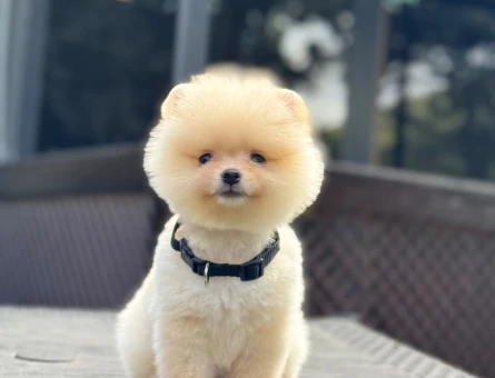 Pomeranıan Boo Yavrularımız üretin çiftliğinden - 7812