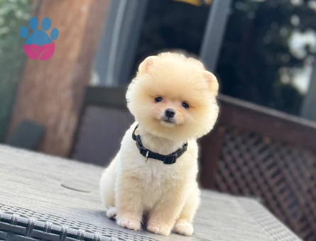 Pomeranıan Boo Yavrularımız üretin çiftliğinden - 7812 - Görsel 5