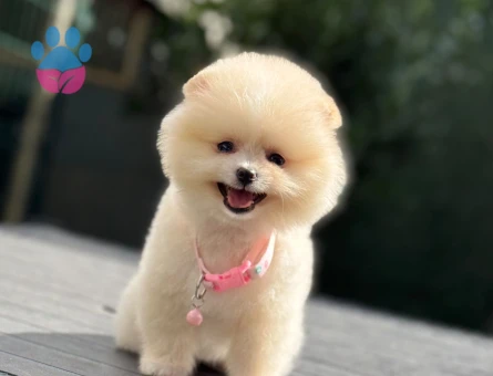 POMERANIAN ÜRETİM ÇİFTLİĞİNDEN - 7813 - Görsel 3