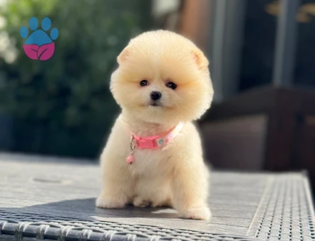 POMERANIAN ÜRETİM ÇİFTLİĞİNDEN - 7813 - Görsel 4