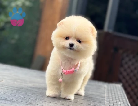 POMERANIAN ÜRETİM ÇİFTLİĞİNDEN - 7813 - Görsel 5