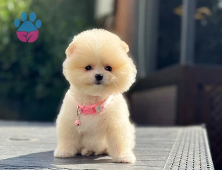 POMERANIAN ÜRETİM ÇİFTLİĞİNDEN - 7813