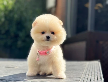 POMERANIAN ÜRETİM ÇİFTLİĞİNDEN - 7813
