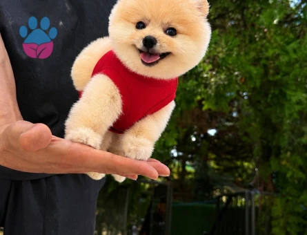 Şecereli efsane Pomeranian Boo - 7814