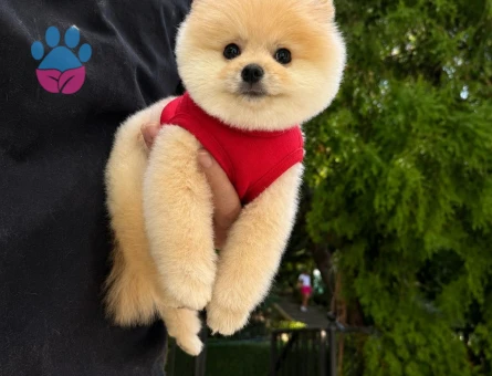Şecereli efsane Pomeranian Boo - 7814 - Görsel 3
