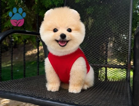 Şecereli efsane Pomeranian Boo - 7814 - Görsel 4
