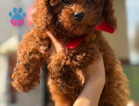 Irk Garantili Toy Poodle - Aşıları Tam, Tüy Dökmez, Ev Terbiyeli - 7815