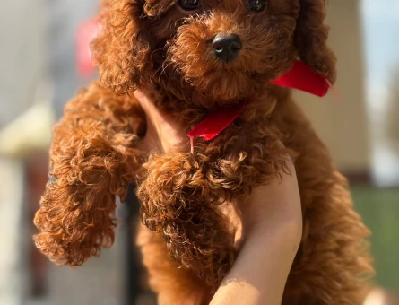 Irk Garantili Toy Poodle - Aşıları Tam, Tüy Dökmez, Ev Terbiyeli - 7815