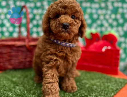 Veteriner Onaylı, Aşı Karneli ve Irk Garantili Toy Poodle - 7816