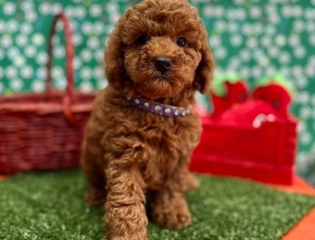 Veteriner Onaylı, Aşı Karneli ve Irk Garantili Toy Poodle - 7816