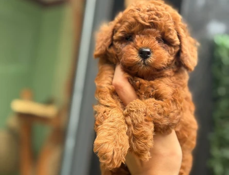 Ev ortamında, özenle beslenen safkan Toy Poodle yavrumuz - 7817