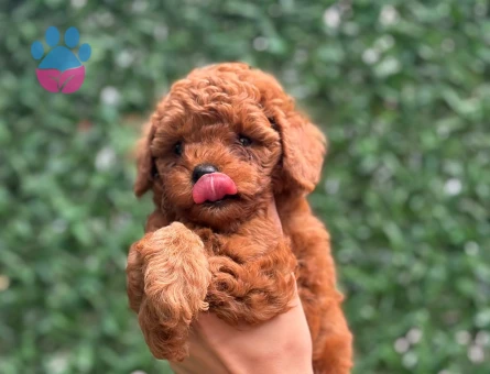 Ev ortamında, özenle beslenen safkan Toy Poodle yavrumuz - 7817 - Görsel 3