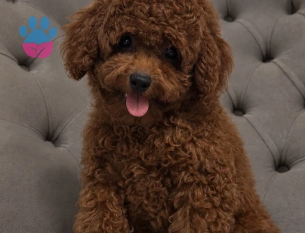 Safkan Toy Poodle Yavruları - Aşıları Tam, Tüy Dökmeyen Ev Terbiyeli - 7818