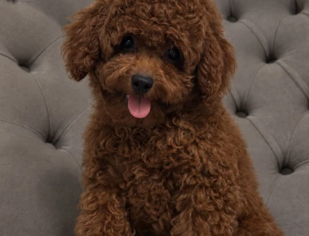 Safkan Toy Poodle Yavruları - Aşıları Tam, Tüy Dökmeyen Ev Terbiyeli - 7818