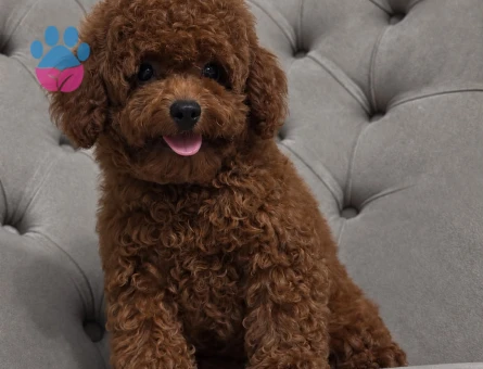 Safkan Toy Poodle Yavruları - Aşıları Tam, Tüy Dökmeyen Ev Terbiyeli - 7818 - Görsel 3