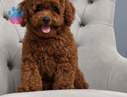 Safkan Toy Poodle Yavruları - Aşıları Tam, Tüy Dökmeyen Ev Terbiyeli - 7818 - Görsel 4