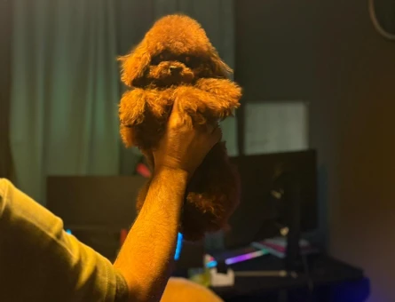 Irk Garantili Safkan Toy Poodle - Sağlıklı, Neşeli ve Oyuncu - 7819