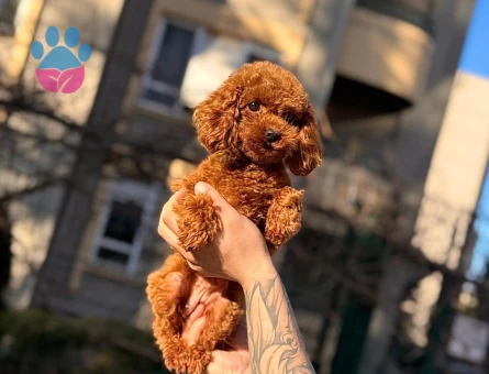 Irk Garantili Safkan Toy Poodle - Sağlıklı, Neşeli ve Oyuncu - 7819 - Görsel 4