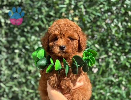 A Sınıf Orijinal Toy Poodle Yavruları - 7820