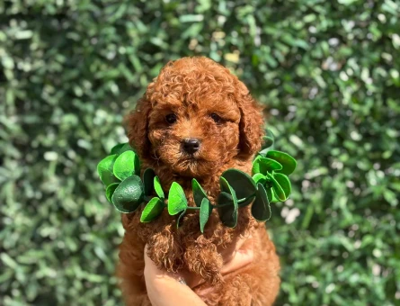 A Sınıf Orijinal Toy Poodle Yavruları - 7820