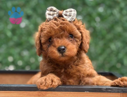 A Sınıf Orijinal Toy Poodle Yavruları - 7820 - Görsel 4