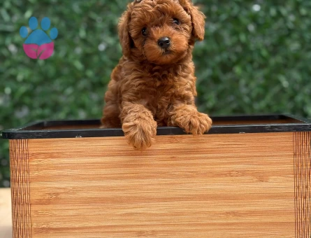 A Sınıf Orijinal Toy Poodle Yavruları - 7820 - Görsel 3