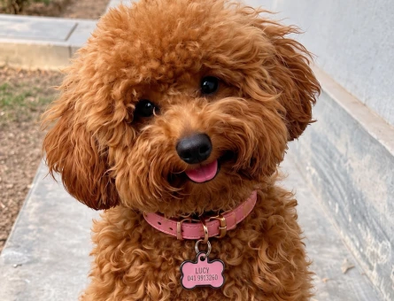 Sevimli Red Toy Poodle – Oyuncu ve Sosyal - 7821