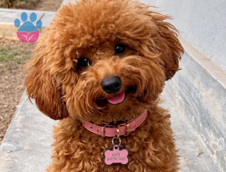 Sevimli Red Toy Poodle – Oyuncu ve Sosyal - 7821 - Görsel 3