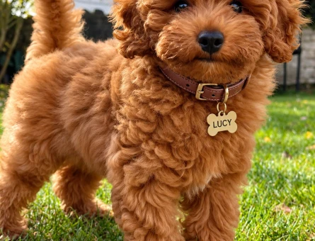 Teddy Bear Görünümlü Red Toy Poodle Yavrusu - 7823
