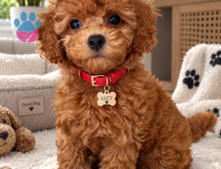 Sevimli Red Toy Poodle Yavrusu – Teddy Bear Suratlı - 7824 - Görsel 3