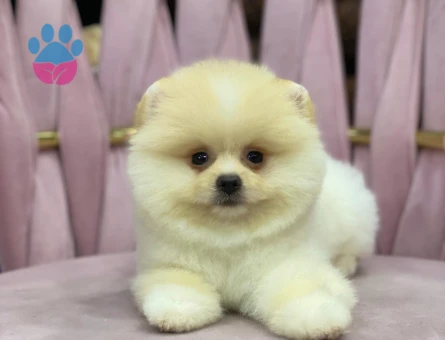 Safkan Pomeranian Boo Yavruları - Aşıları Tam, Bol Tüy Yapılı & Sağlıklı - 7826 - Görsel 3