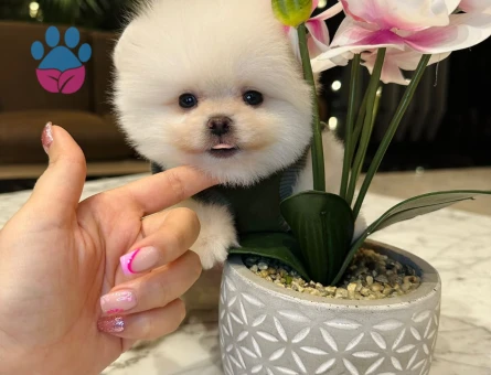 Safkan Pomeranian Boo Yavruları - Aşıları Tam, Bol Tüy Yapılı & Sağlıklı - 7826 - Görsel 2