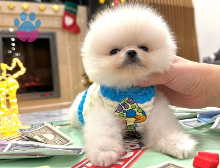 Safkan Pomeranian Boo Yavruları - Aşıları Tam, Bol Tüy Yapılı & Sağlıklı - 7826 - Görsel 4
