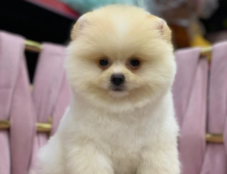 Irk Garantili Pomeranian Boo - Orijinal Teddy Bear Surat Yavrular - 7827